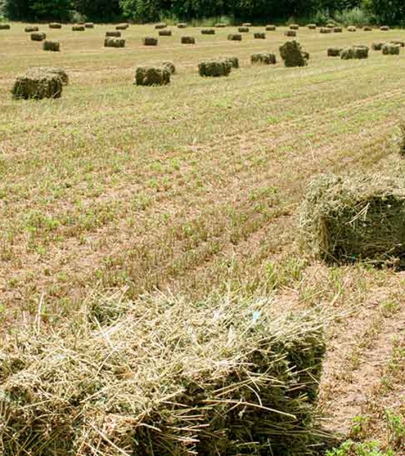 forraje-agricultura-mapama